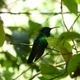 A male Santa Marta sabrewing